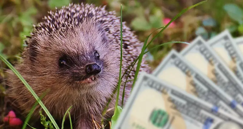 How much does a hedgehog cost
