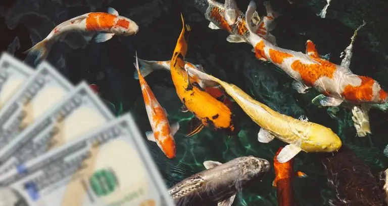 How much does a koi fish cost