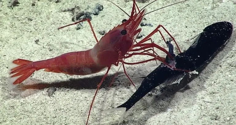 shrimp-vs-krill-differences-in-appearance-habitat-behavior