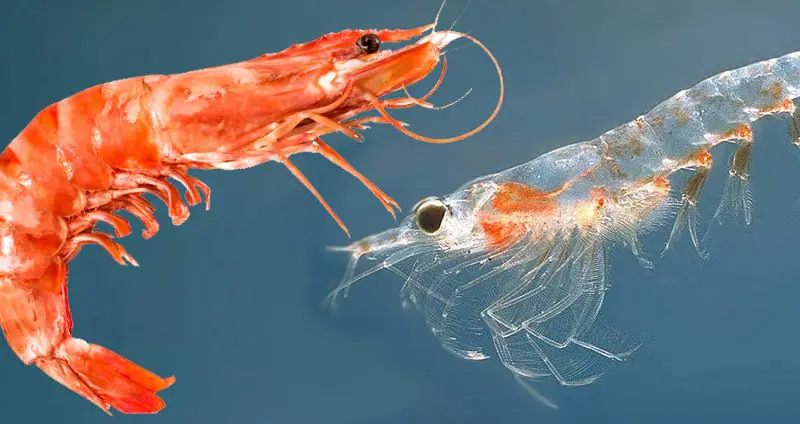 Shrimp vs krill