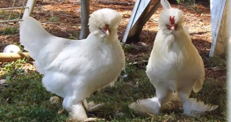 Chickens With Feathered Feet: 4 Different Types + Care Tips