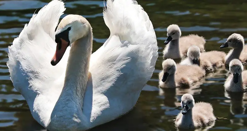 Swan Lifespan: How Long Do Swans Live? (5 Examples)