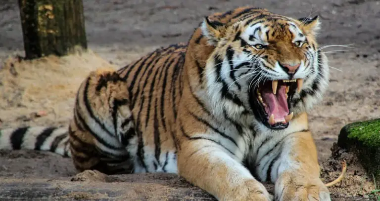 What Eats Bears? Ultimate List of Bear Predators (6 Examples)