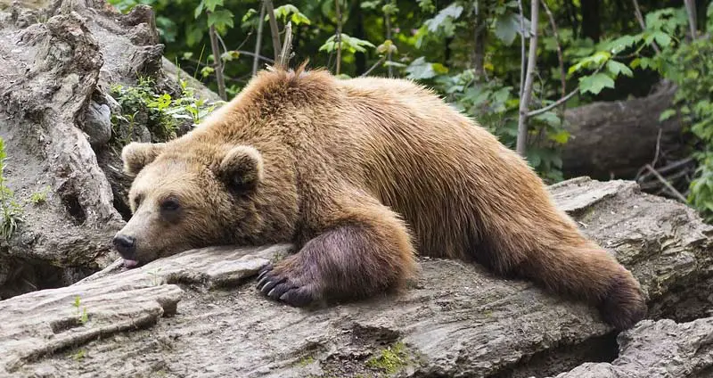 What Eats Bears? Ultimate List of Bear Predators (6 Examples)