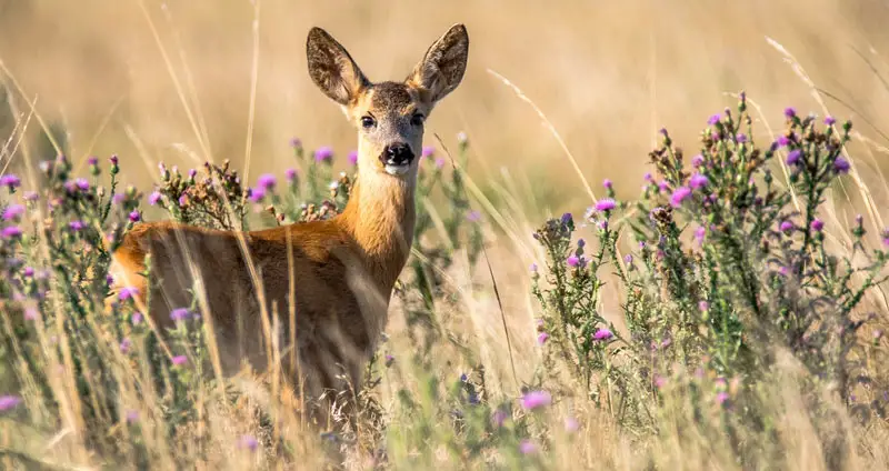 What Eats Deer? Ultimate List of Deer Predators (10 Examples)