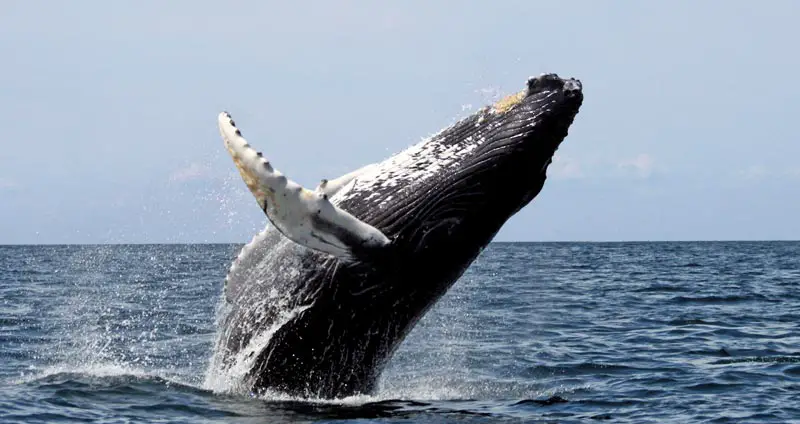 What Eats Whales? Ultimate List of Whale Predators (5 Examples)