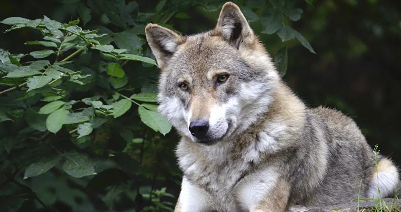 What Eats Wolves? Ultimate List of Wolf Predators (6 Examples)