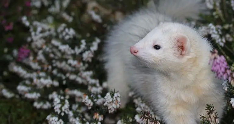 Ferret Breeders Near You with Ferrets for Sale (Ultimate List)