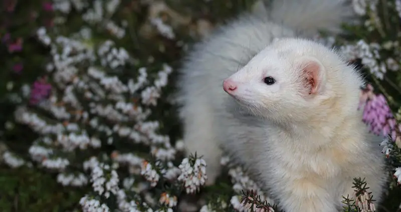 Why Are Ferrets Illegal In California? (+ Case For Legalization)