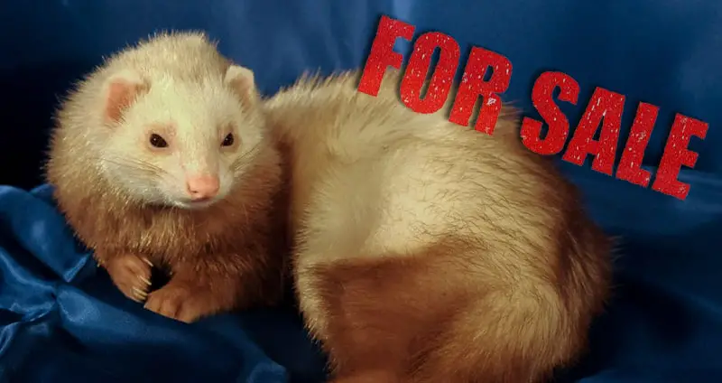 Ferrets for Sale: Ultimate Guide to Buying Ferrets in 2023
