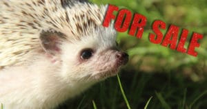 hedgehogs for sale
