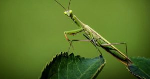 praying mantis lifespan