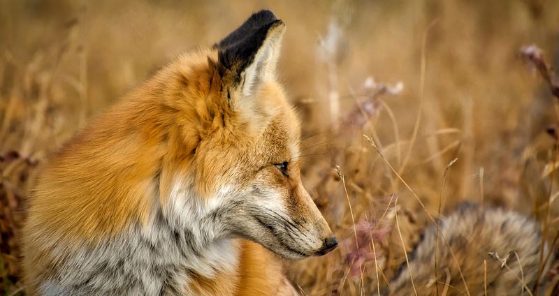 What Eats Foxes? Ultimate List of Fox Predators (9 Examples)