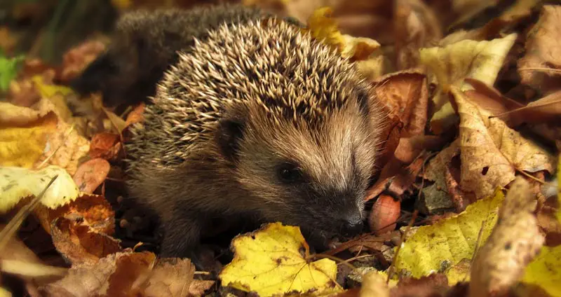 what eats hedgehogs