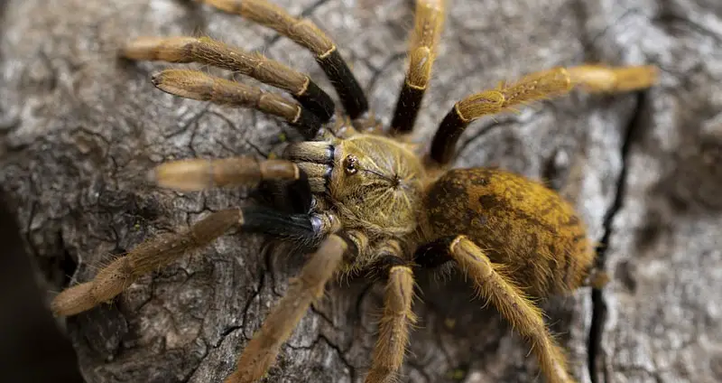 Are tarantulas spiders