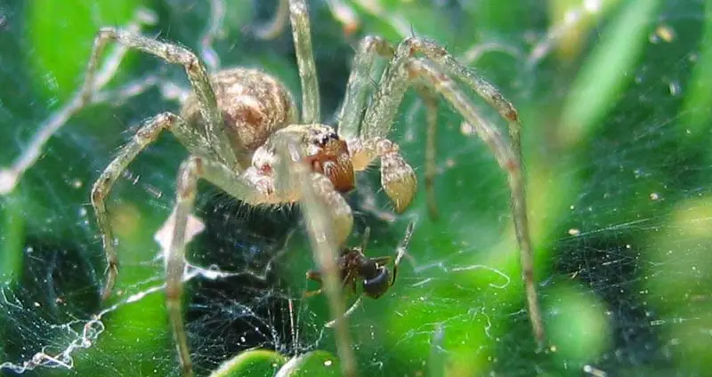 Do Spiders Eat Ants? (Are They Nutritious?)