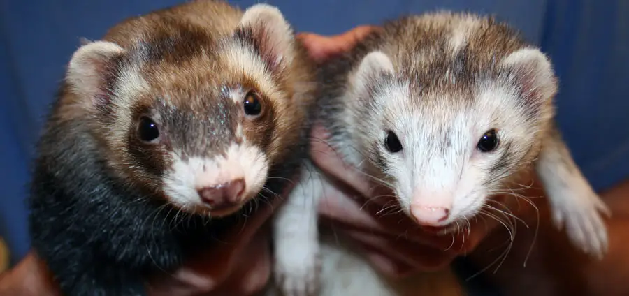 64 Ferret Rescues Near You with Ferrets for Adoption (2023)