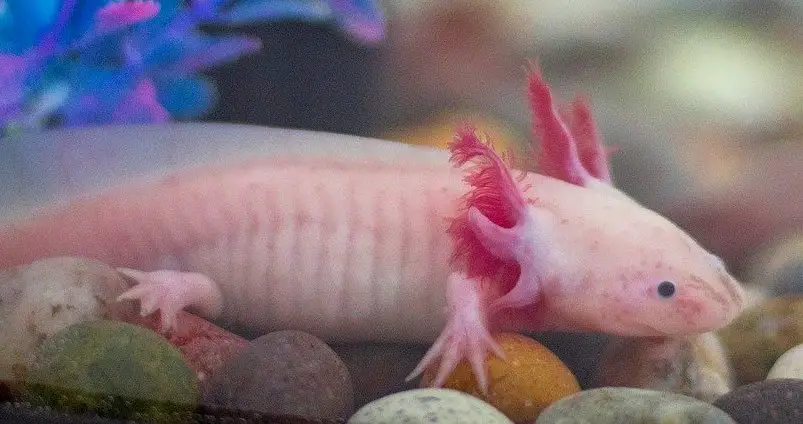 Axolotl Breeders