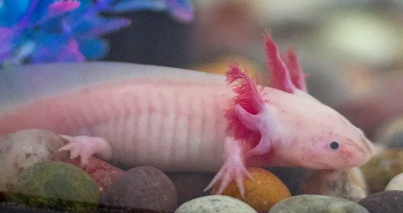 51 Axolotl Breeders Near You with Axolotls for Sale (2023)