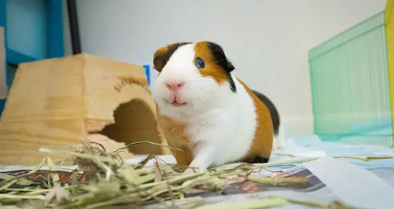 Guinea pig rescues