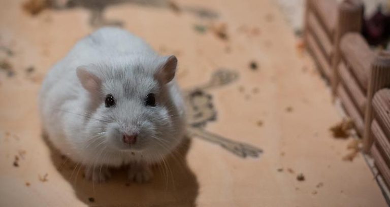 Stunning Dwarf Hamster Breeder Ethics image